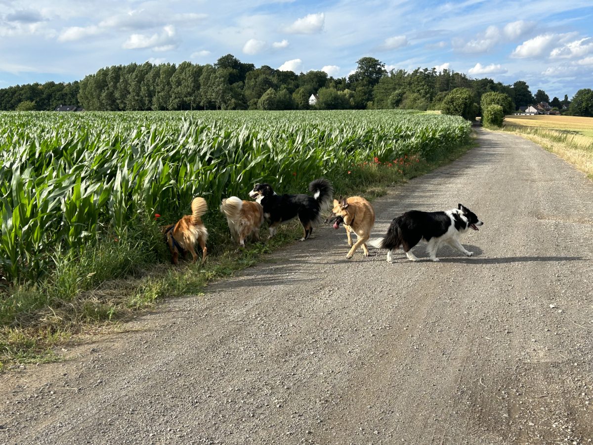 Cinq chiens sur un chemin de campagne, le long d’un champ de maïs