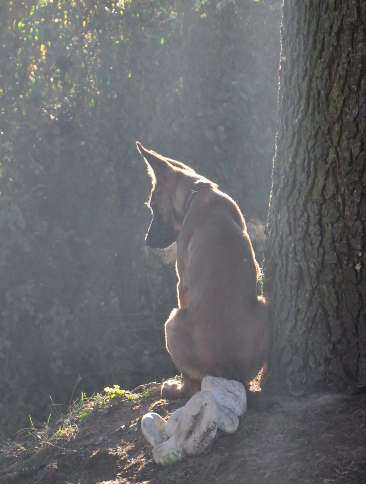 Un chien assis au pied d’un arbre, à contre-jour