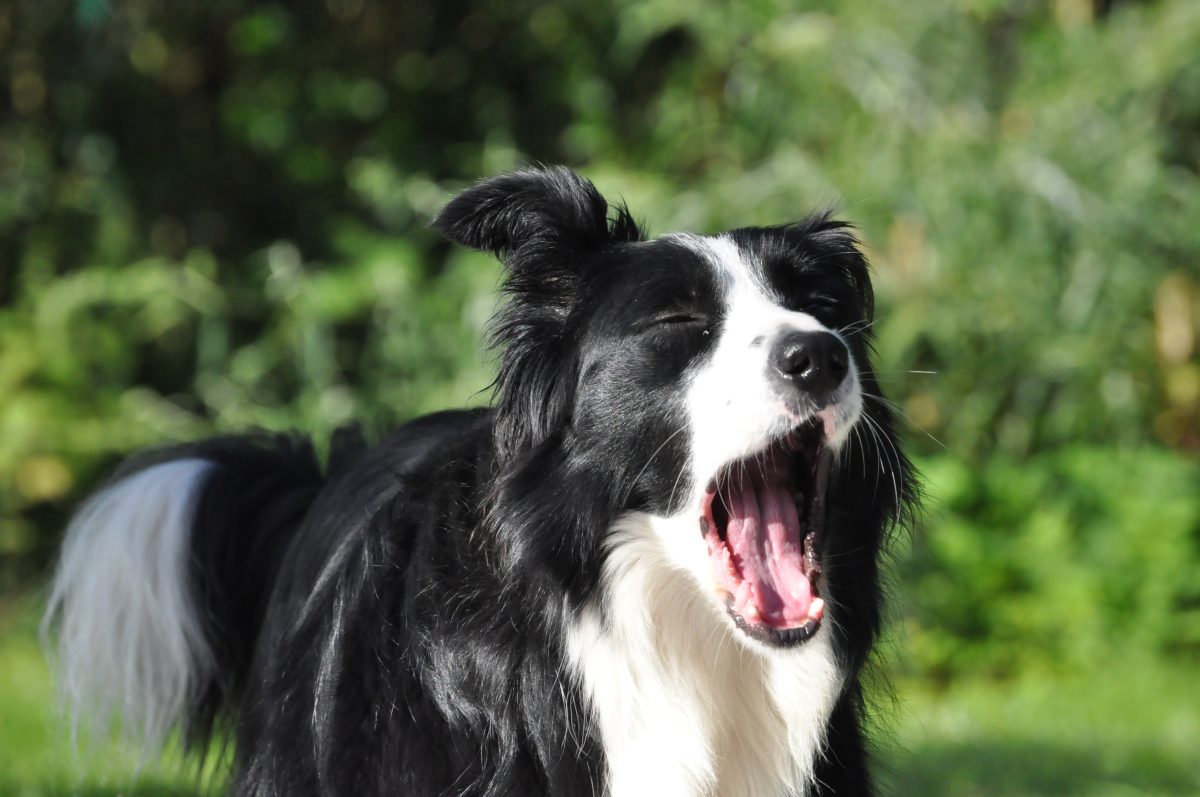 Un chien noir et blanc qui bâille, devant un feuillage