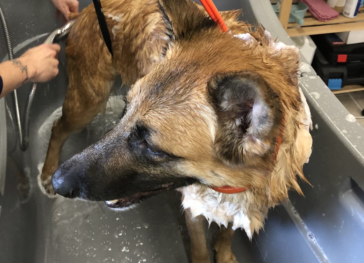 Un chien mouillé, lavé à la douchette dans un bac de toilettage