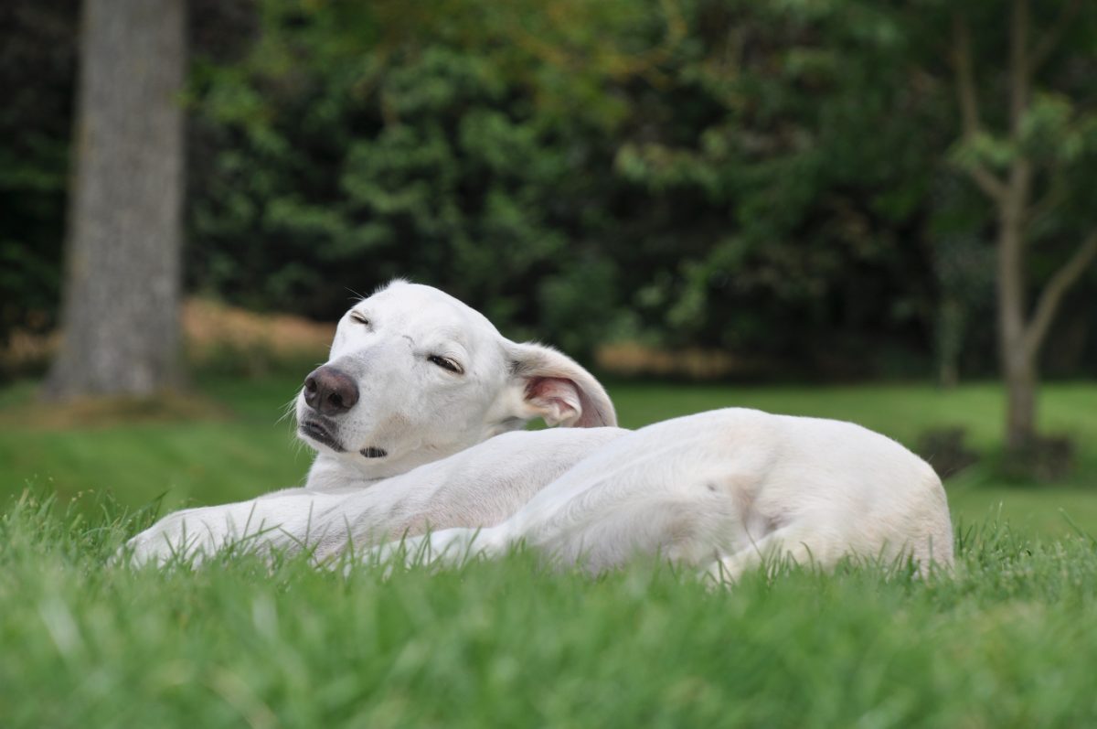 Un chien blanc couché dans l’herbe, les yeux mi-clos