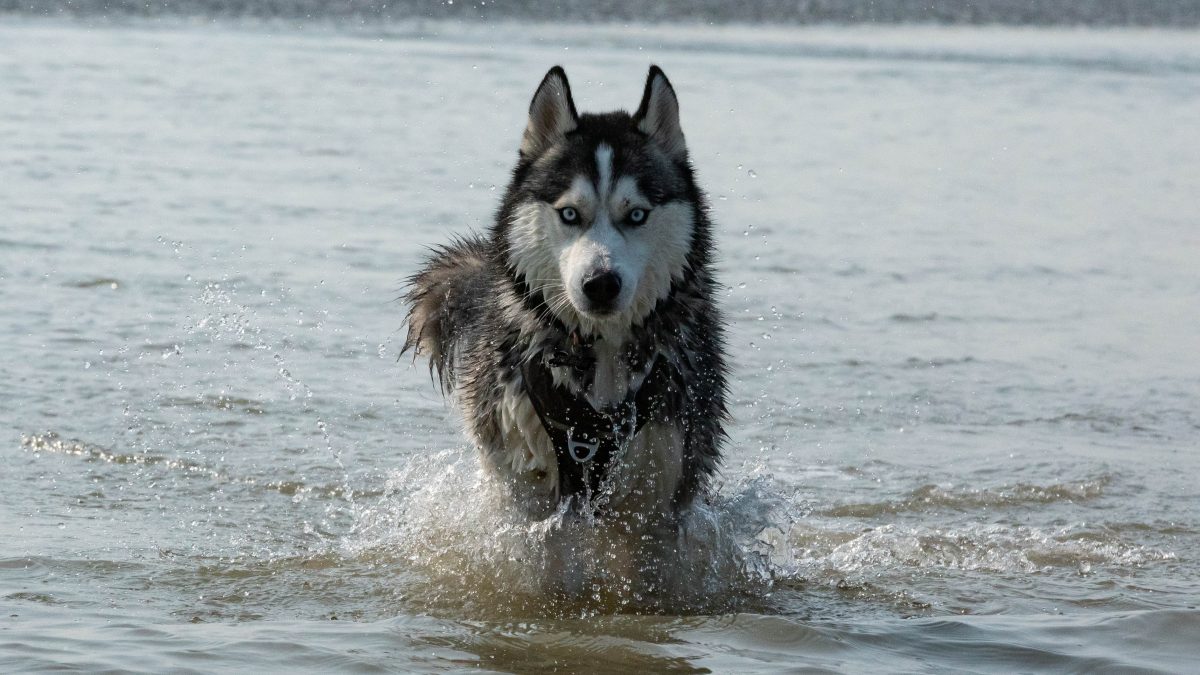 Un chien au pelage gris et blanc court dans l’eau, au bord de la mer