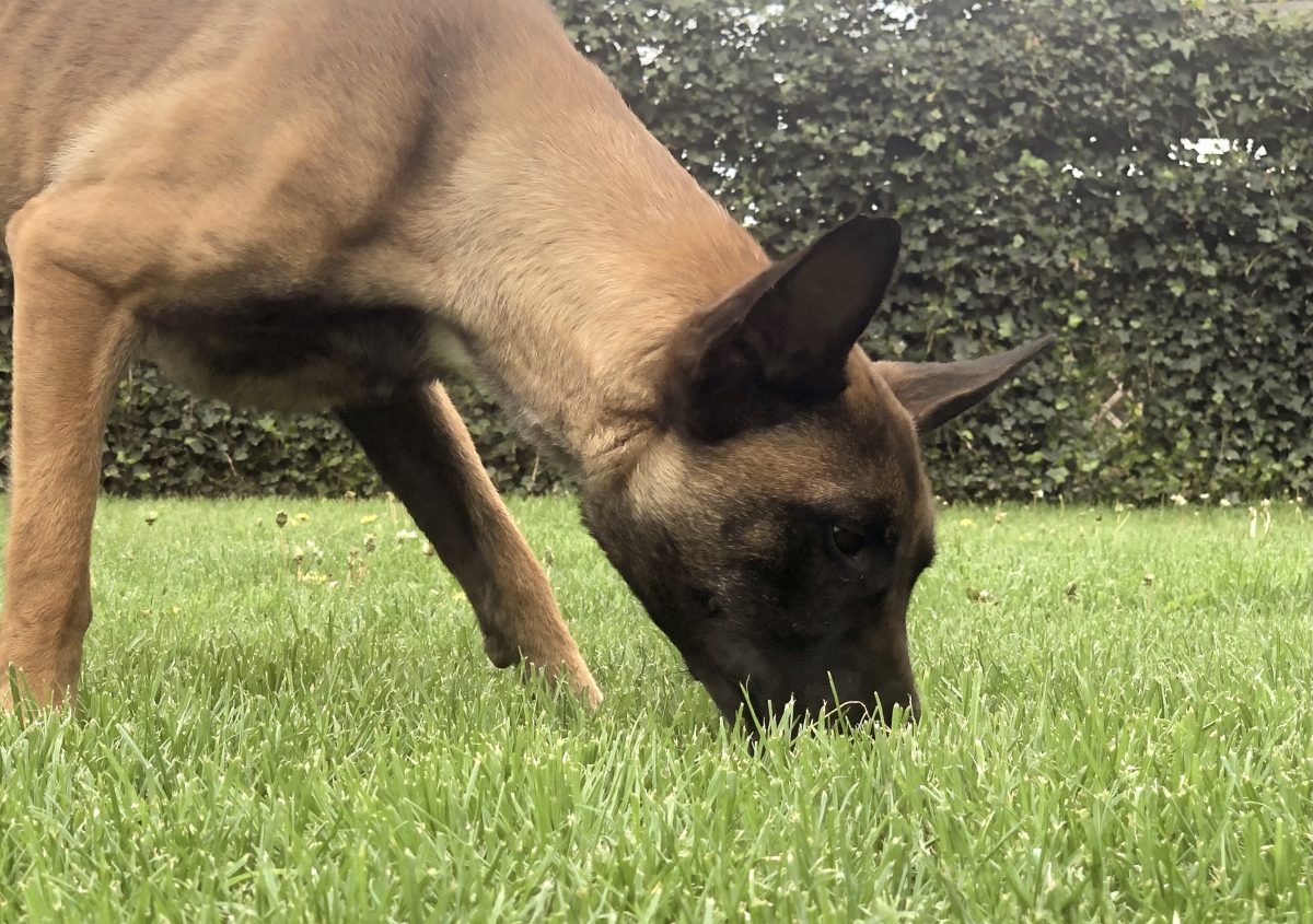 Un chien qui flaire l’herbe, la tête basse