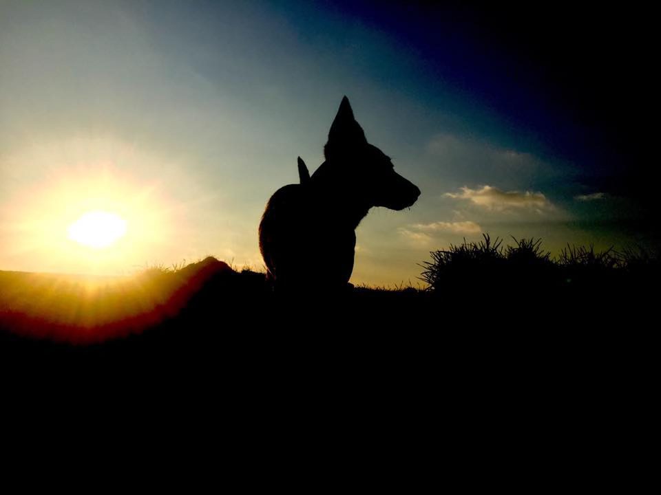 Silhouette d’un chien à contre-jour, le soleil bas sur l’horizon