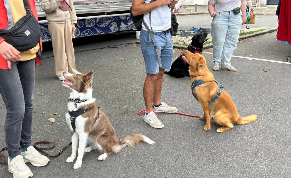 Deux chiens assis calmement au milieu de leurs humains, dans la rue