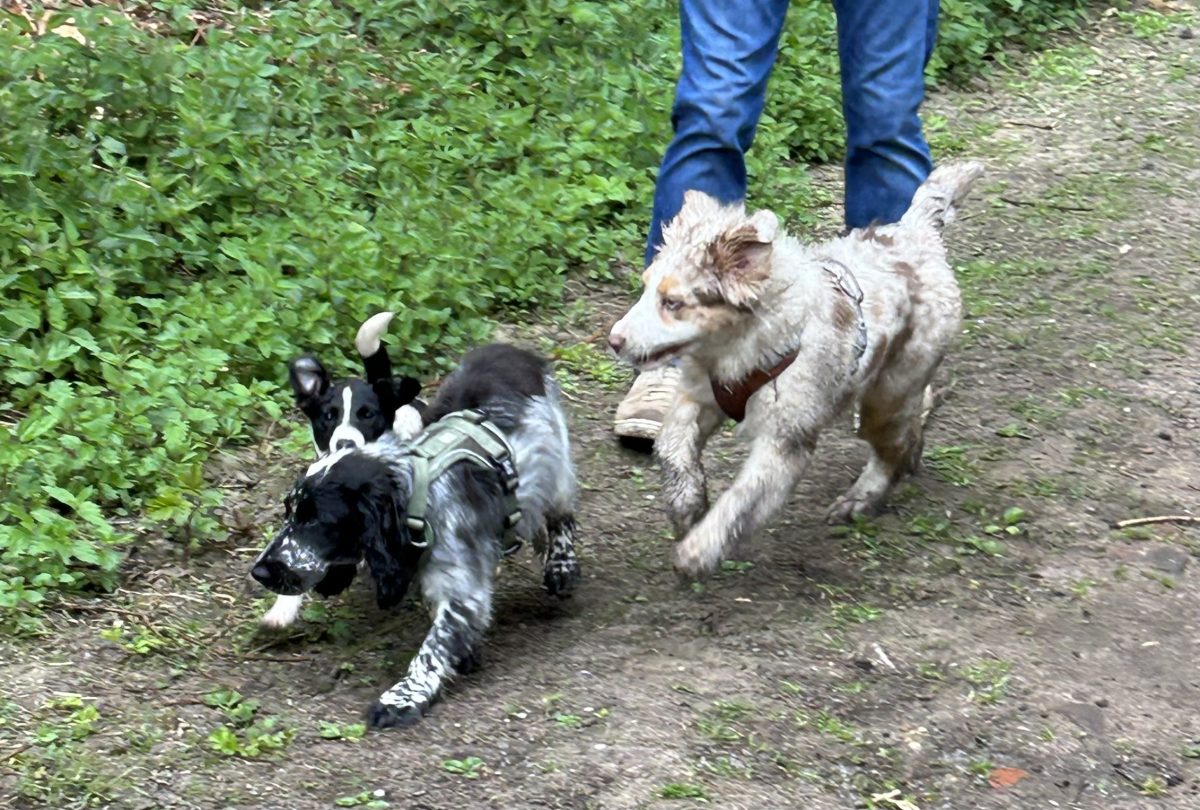 Deux jeunes chiens marchent sur un chemin, aux pieds de leur humain