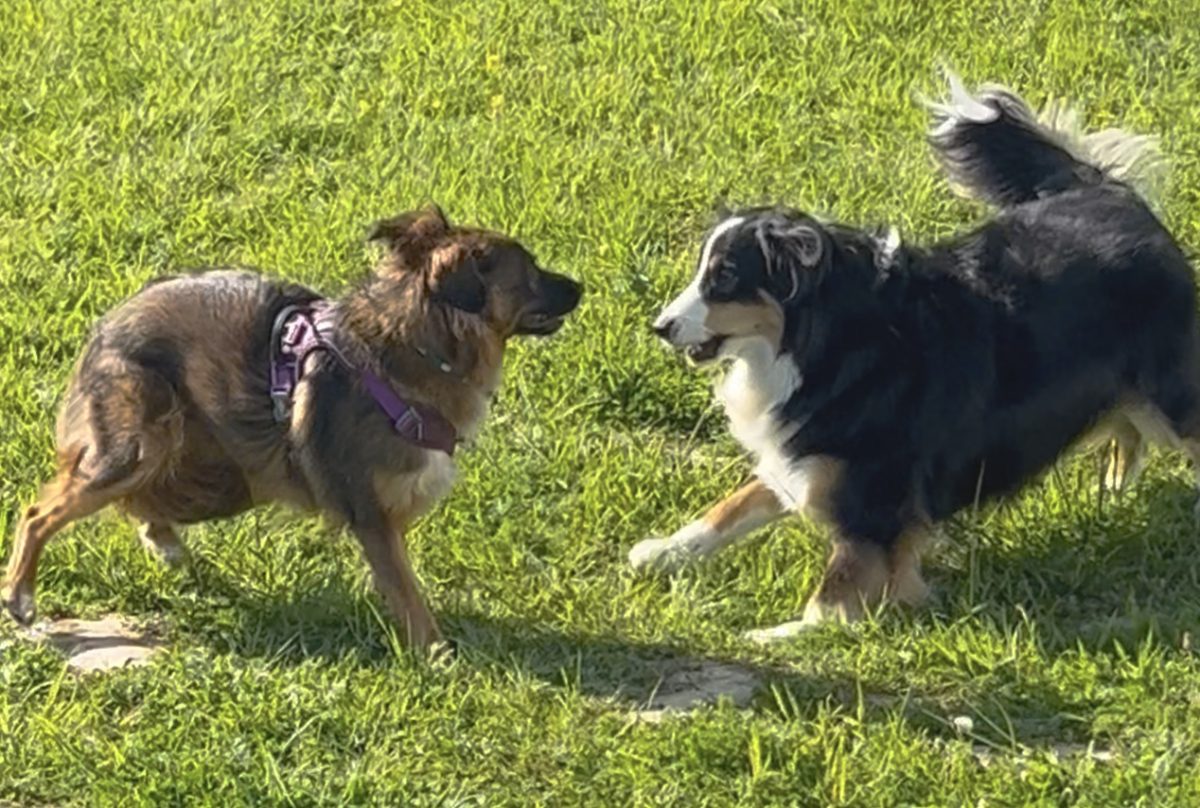 Deux chiens qui se rencontrent dans un pré