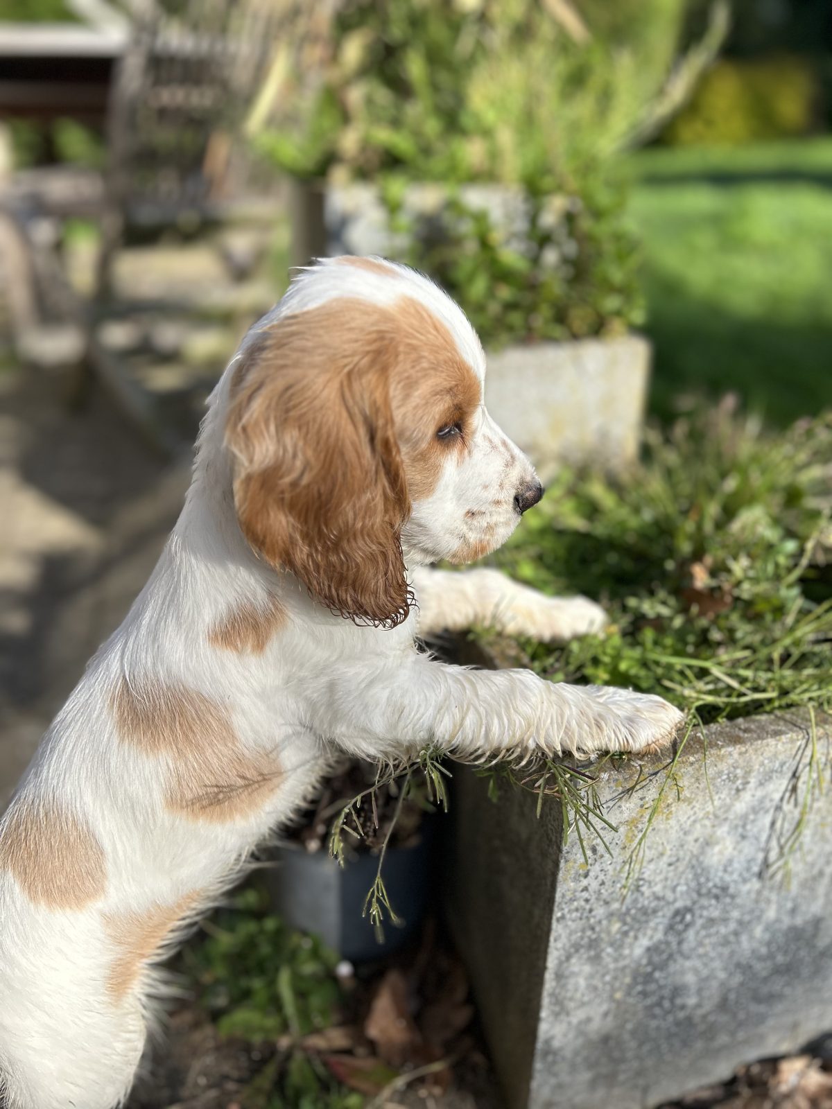 Un chiot dressé sur ses pattes arrière, les pattes avant posées sur un bac à plantes