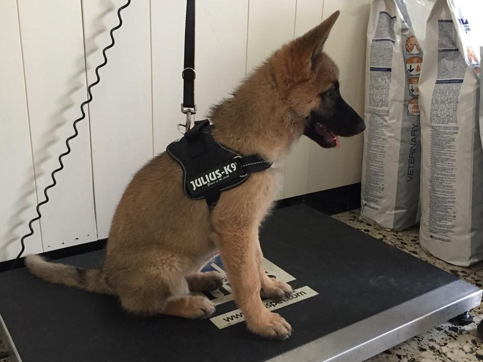 Un chiot en harnais assis sur une balance, à côté de sacs d’aliments vétérinaires