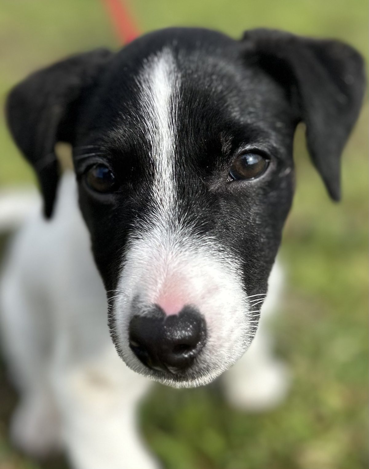 Un chiot noir et blanc, en gros plan, qui regarde l’objectif