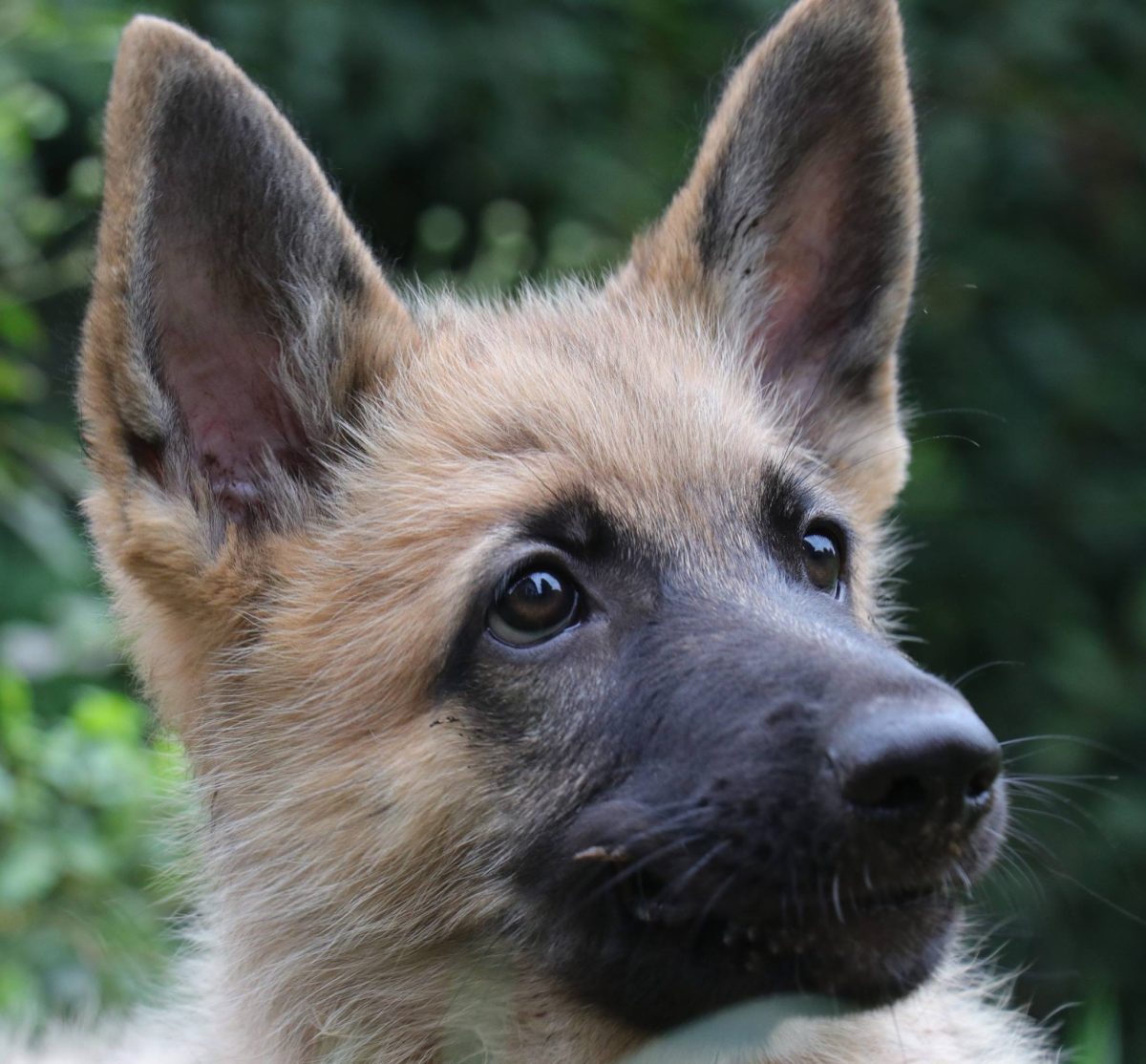 Portrait d’un chiot aux oreilles dressées