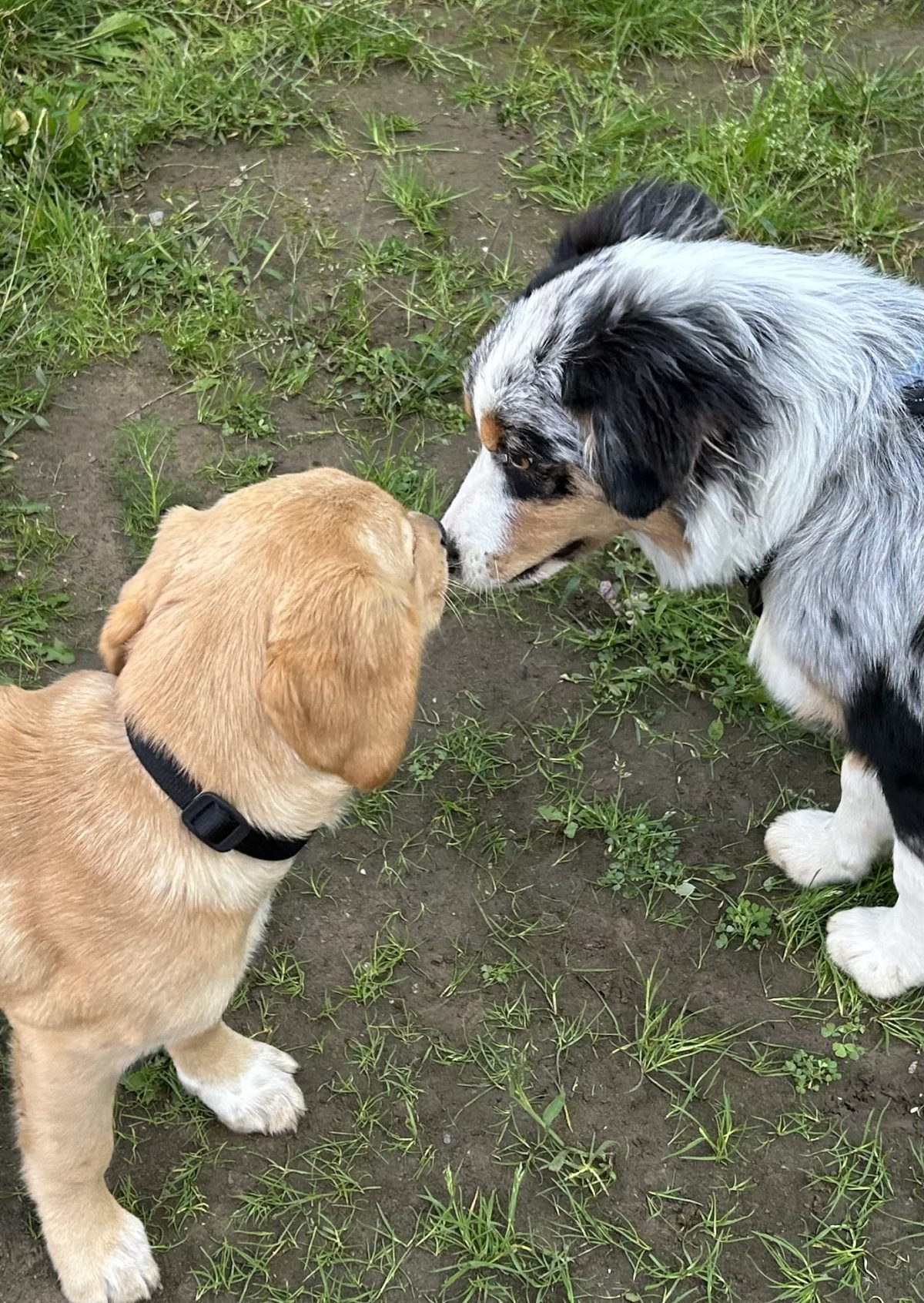 Un chiot et un chien adulte se flairent, museau contre museau