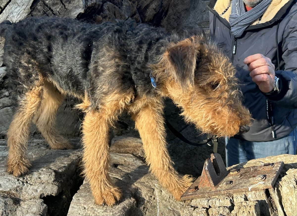 Un chiot à poil dur, en harnais, pose les pattes sur une souche