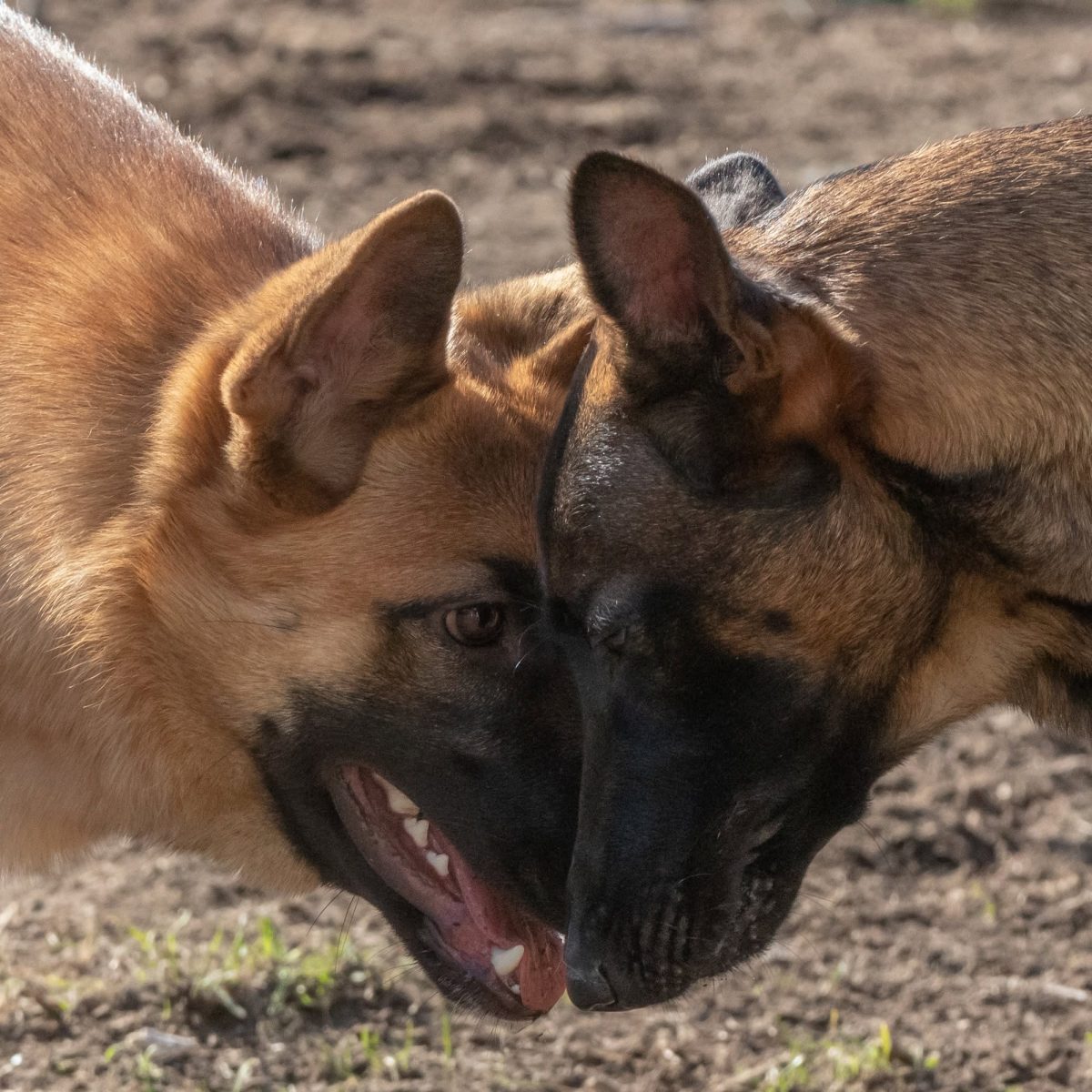 Deux chiens face à face, tête contre tête