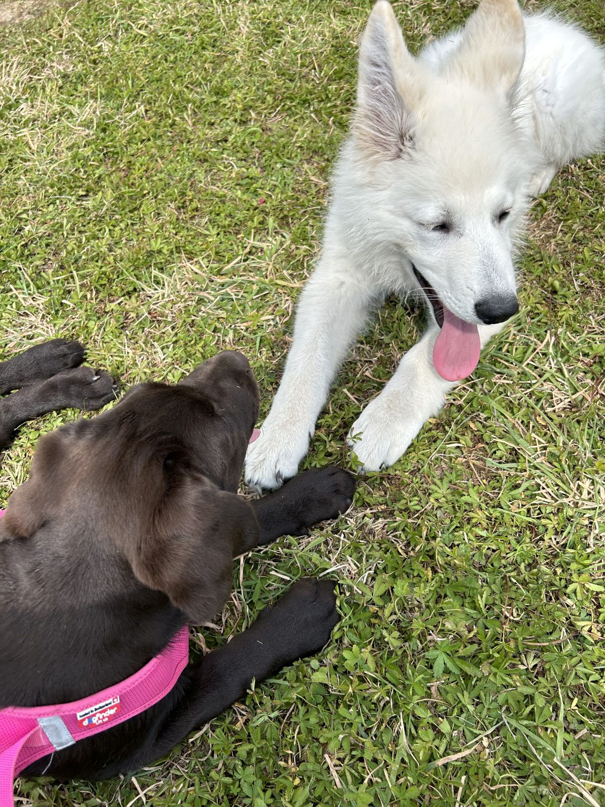 Deux chiens allongés côte à côte dans l’herbe