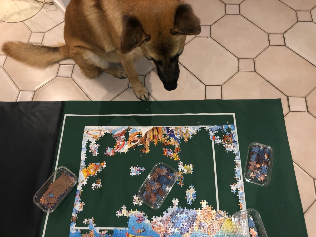 Un chien assis devant un puzzle étalé sur un tapis