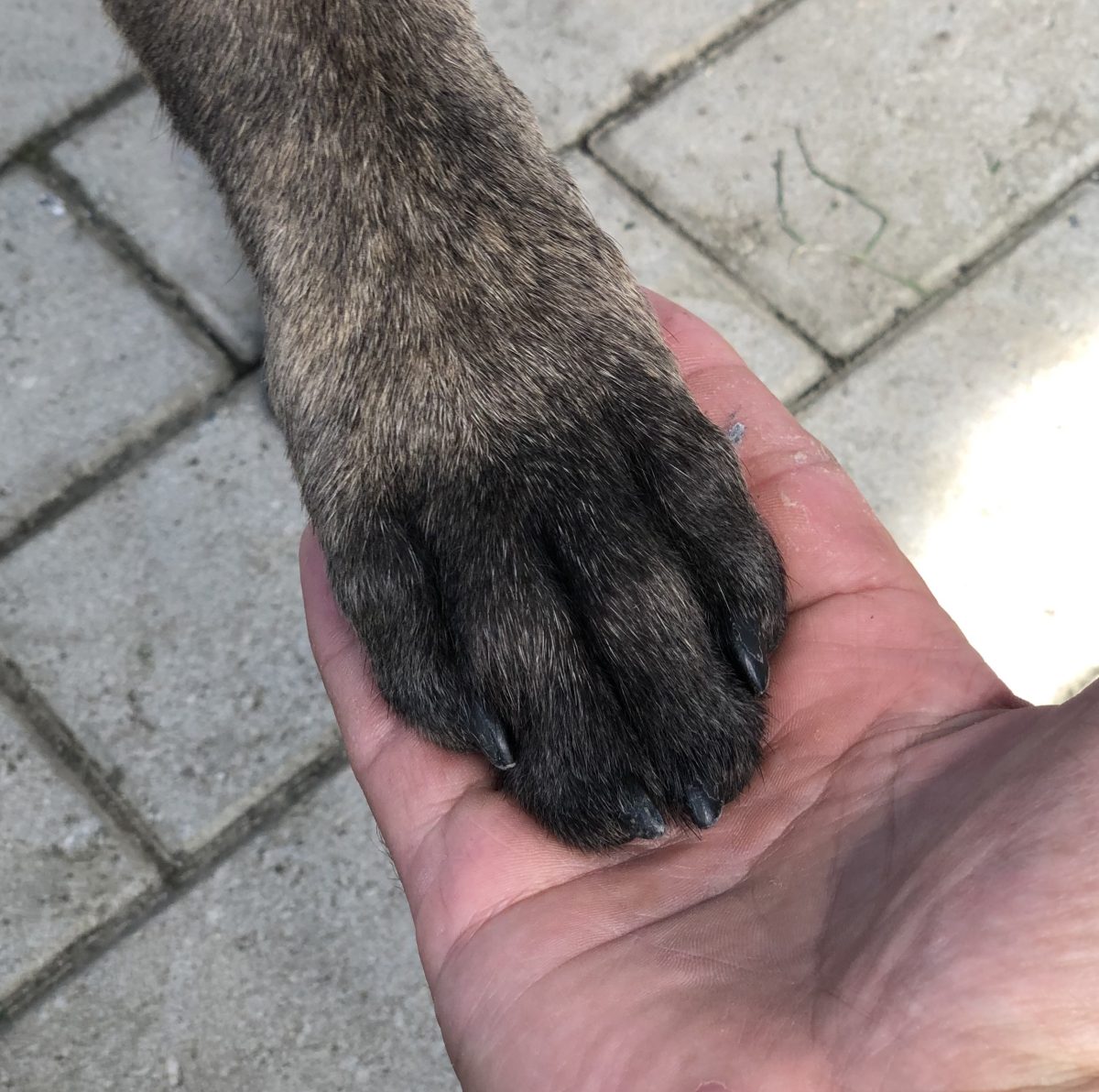 Une patte de chien posée dans une main ouverte