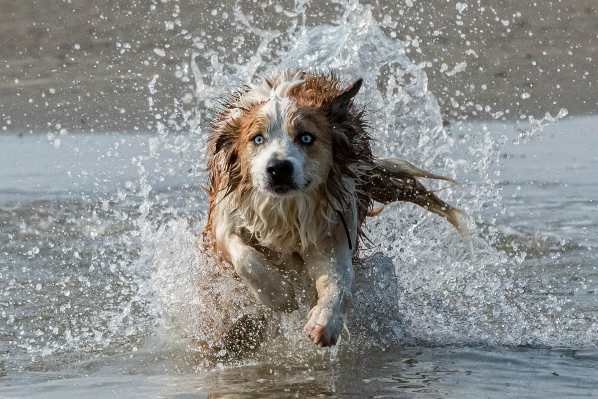 Un chien court dans l’eau au bord de la mer, dans une gerbe d’éclaboussures