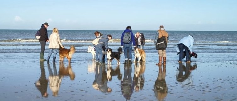 Un groupe et ses chiens en balade collective sur une plage
