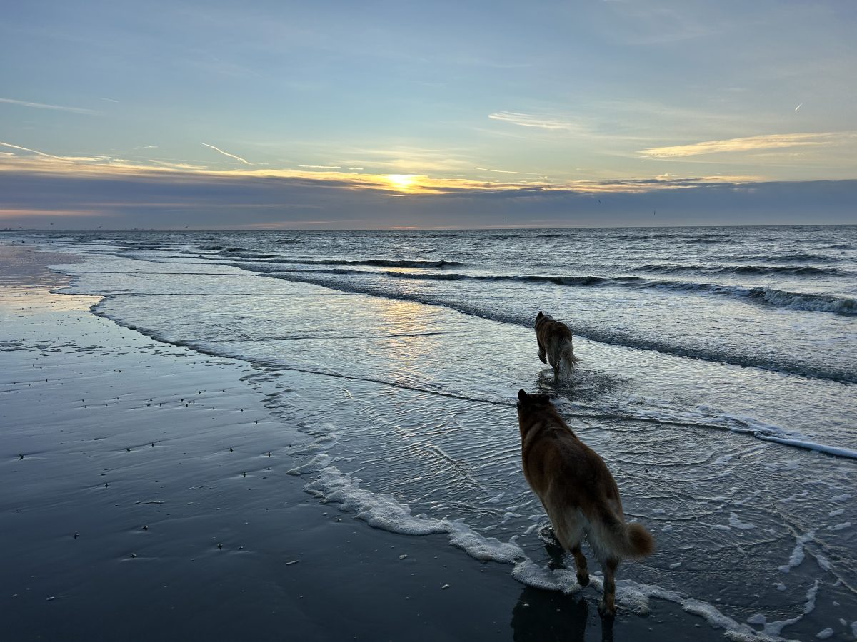 Deux chiens au bord de la mer, au coucher du soleil