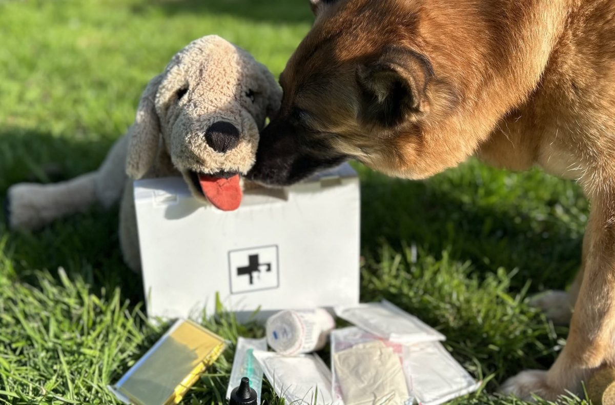 Un chien flaire une peluche posée derrière une trousse de secours et du matériel de pansement