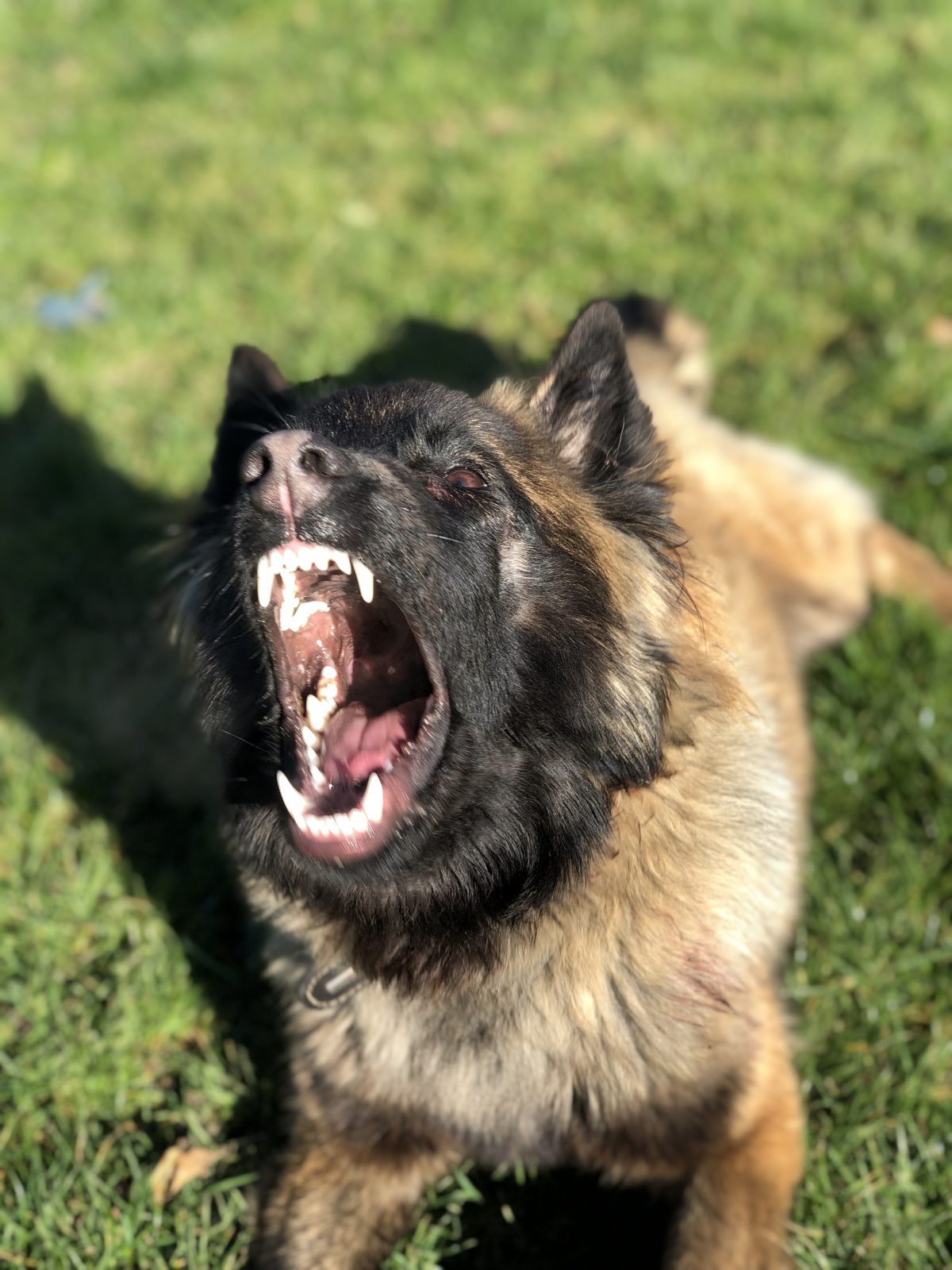 Un chien couché dans l’herbe, gueule ouverte