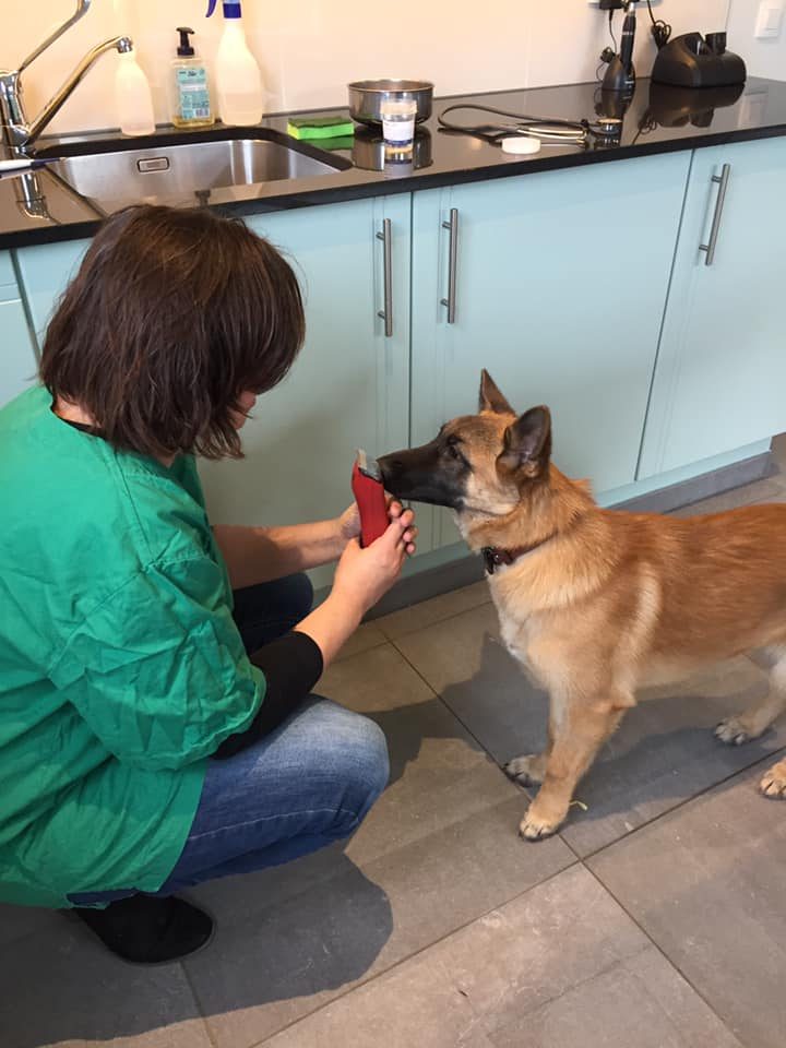 Une personne accroupie dans une cuisine, face à un jeune chien