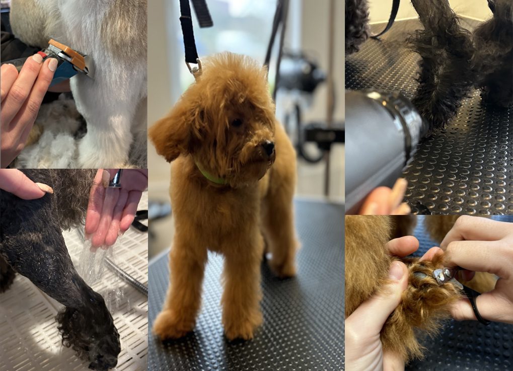 Un petit chien roux sur une table de toilettage, entouré de photos de tonte, de bain, de séchage et de coupe des poils