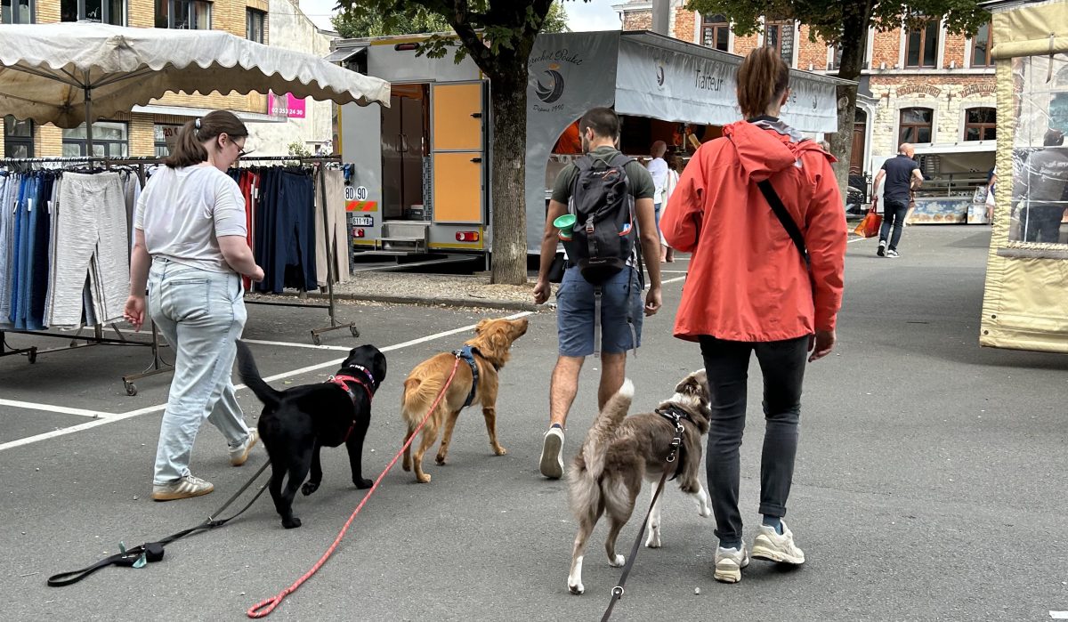 Trois chiens en promenade éducative en ville, chacun tenu par son humain