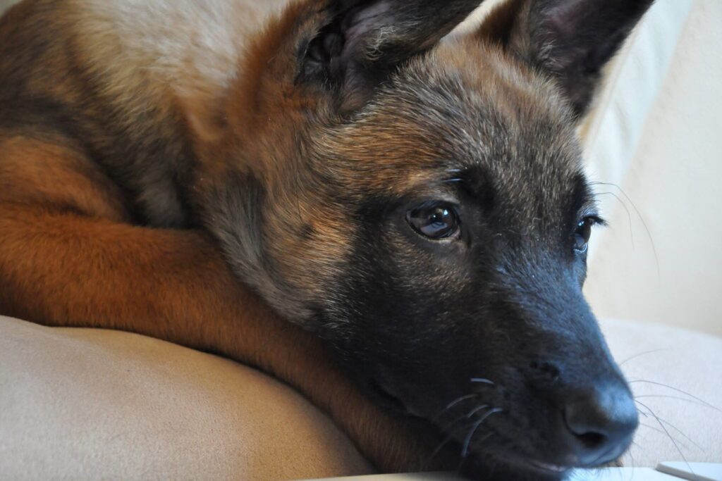 15025442 1133323806705215 8243011861636826691 o