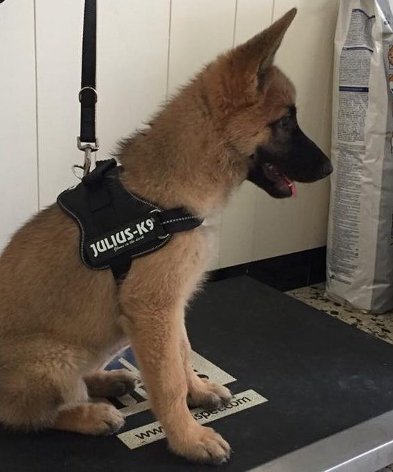 41057428 270276737141618 7946086833614487552 n